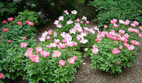 Клумба из роз и пионов. Принципы формирования цветника