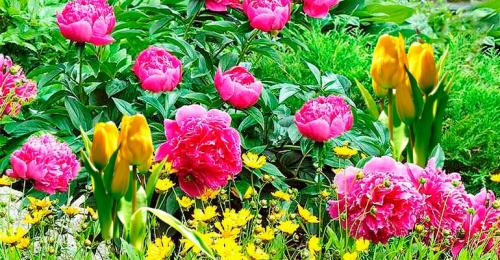 Клумба из роз и пионов. Принципы формирования цветника