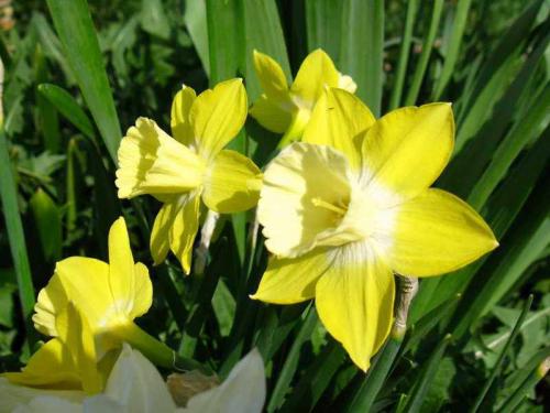 Клумбы для лентяев. Красивые неприхотливые многолетние цветы для сада