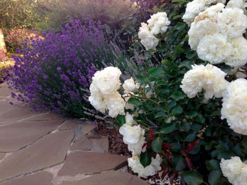 Клумба с розами и другими цветами. Что посадить рядом с розами на одной клумбе? 43 фото