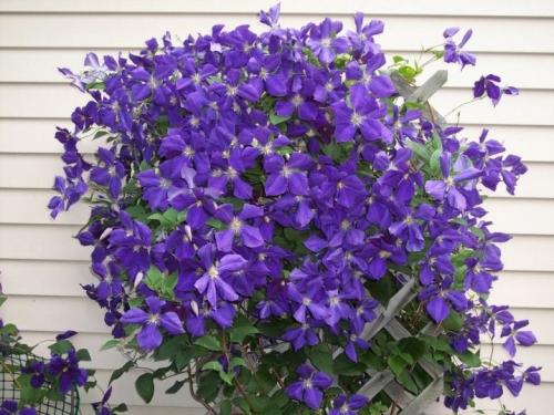 Клумба с розами и другими цветами. Что посадить рядом с розами на одной клумбе? 43 фото 05 Клумба с розами и другими цветами. Что посадить рядом с розами на одной клумбе? 43 фото 05