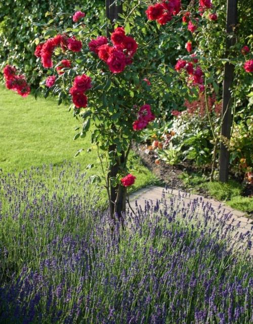 Розарий на даче своими руками схемы. Красивый розарий на даче — пошаговая инструкция с фото примерами оформления розария в саду!