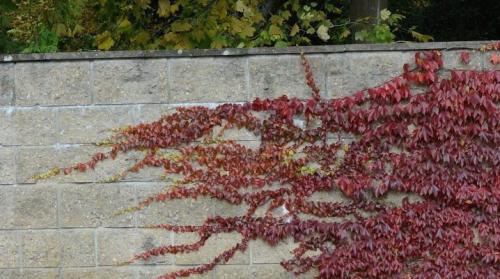 Как формировать девичий виноград. Все об уходе за девичьим виноградом