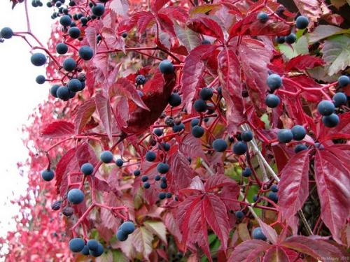 Девичий виноград на фасаде дома. Девичий виноград: общая характеристика