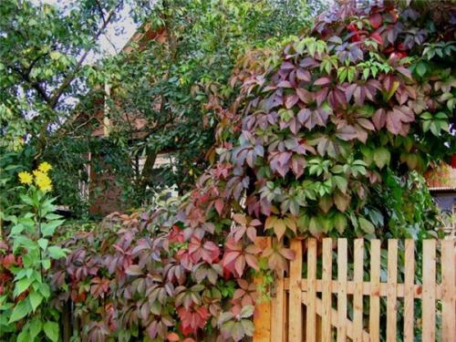 Девичий виноград на фасаде дома. Девичий виноград: общая характеристика