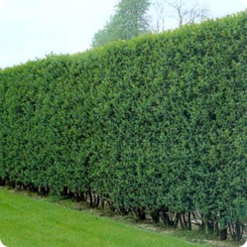 Колючая живая изгородь своими руками. КАКИЕ ЖИВЫЕ ИЗГОРОДИ БЫВАЮТ