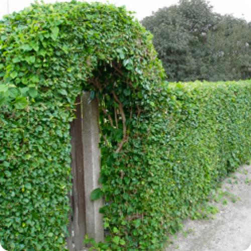 Колючая живая изгородь своими руками. КАКИЕ ЖИВЫЕ ИЗГОРОДИ БЫВАЮТ