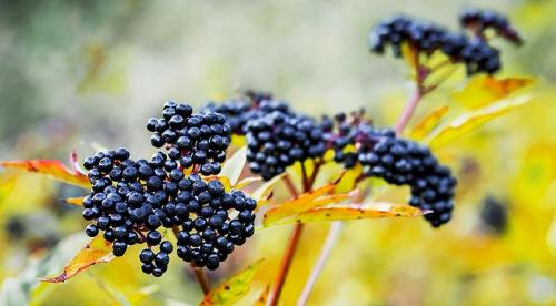 Зеленая изгородь из колючих кустарников. Листопадные 09