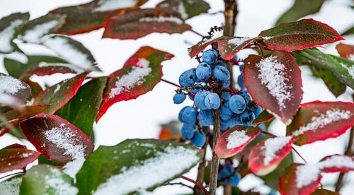 Зеленая изгородь из колючих кустарников. Листопадные 10