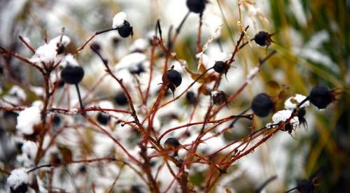 Зеленая изгородь из колючих кустарников. Листопадные 12