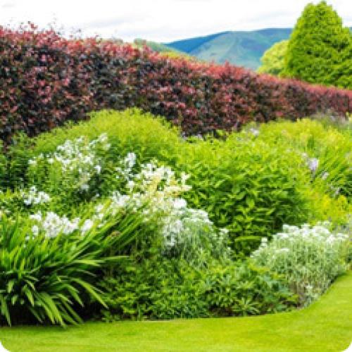 Колючая живая изгородь своими руками. КАКИЕ ЖИВЫЕ ИЗГОРОДИ БЫВАЮТ