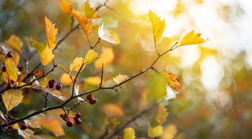 Зеленая изгородь из колючих кустарников. Листопадные 08