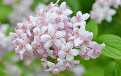 Кустарник люция. Уход за дейцией