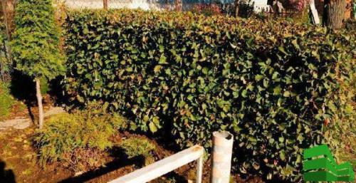 Быстрорастущие колючие кустарники. Как правильно выбрать колючий кустарник для изгороди