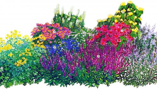 10 красивых клумб из многолетников. Готовые схемы красивых клумб разной формы из многолетних цветов в Подмосковье для начинающих