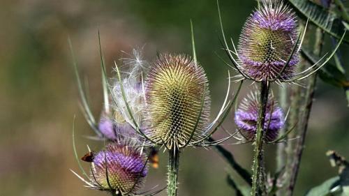 Выбираем колючие кустарники для живой изгороди. Колючий кустарник для создания зеленого ограждения 06 Выбираем колючие кустарники для живой изгороди. Колючий кустарник для создания зеленого ограждения 06