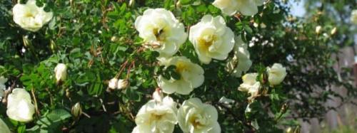 Выбираем колючие кустарники для живой изгороди. Колючий кустарник для создания зеленого ограждения 01 Выбираем колючие кустарники для живой изгороди. Колючий кустарник для создания зеленого ограждения 01