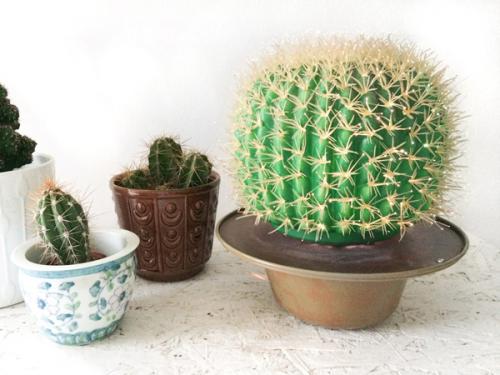 Выбираем колючие кустарники для живой изгороди. Колючий кустарник для создания зеленого ограждения 02 Выбираем колючие кустарники для живой изгороди. Колючий кустарник для создания зеленого ограждения 02