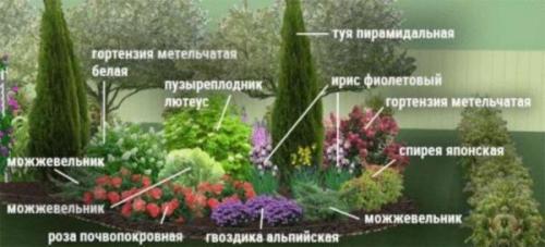 Клумбы непрерывного цветения – схемы с описанием цветов