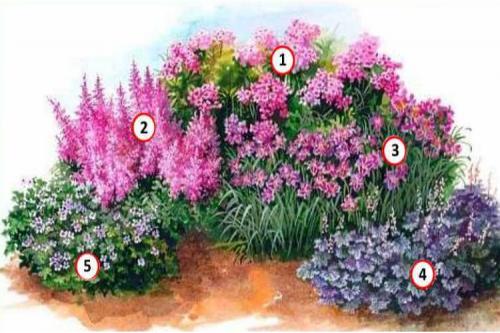 Клумба непрерывного цветения схемы клумб для начинающих. Схемы клумб непрерывного цветения для сада