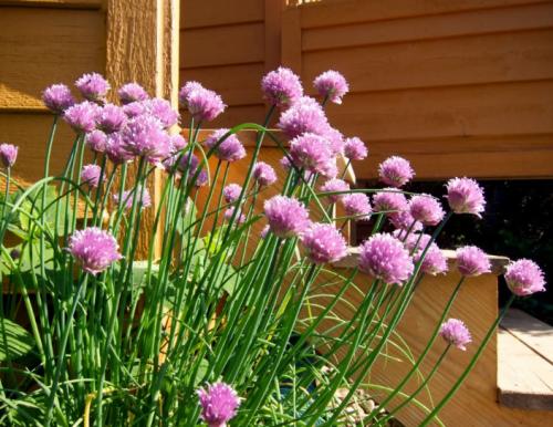 Клумба непрерывного цветения с пионами. Общие правила соседства