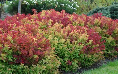 Клумба непрерывного цветения с пионами. Общие правила соседства