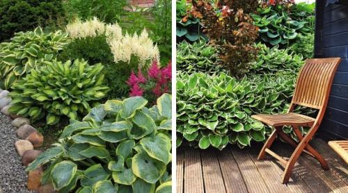 Клумбы с хостами схемы. Роскошные клумбы и бордюры с хостой: 60 идей для украшения дачи