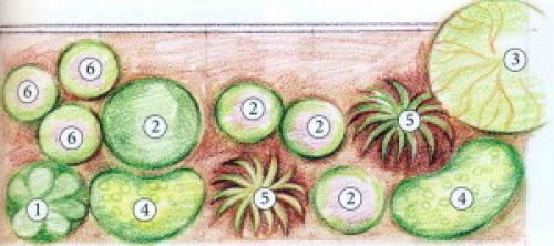 Простая клумба из многолетников. Схемы простых клумб для начинающих