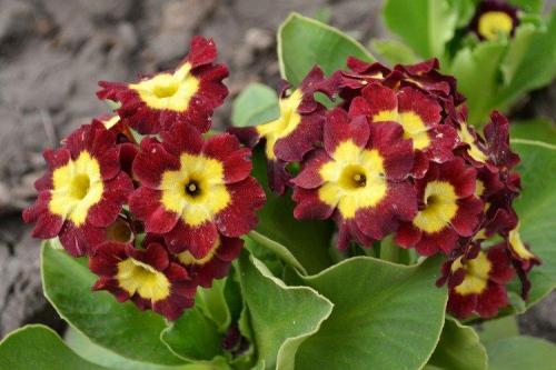 Дизайн клумбы с названием цветов. Многолетние цветы для клумбы