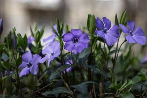 Дизайн клумбы с названием цветов. Многолетние цветы для клумбы