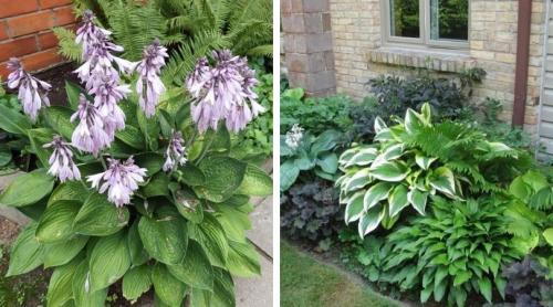 Клумбы с хостами схемы. Роскошные клумбы и бордюры с хостой: 60 идей для украшения дачи