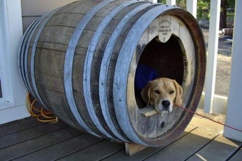 Гениальные идеи для дачи. Простые и гениальные идеи для сада из ненужных вещей