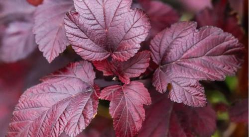 Лучшие кустарники для создания живой изгороди.. Достоинства живой изгороди, идеи для применения изгороди 03 Лучшие кустарники для создания живой изгороди.. Достоинства живой изгороди, идеи для применения изгороди 03