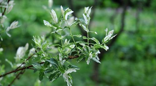 Лучшие быстрорастущие кустарники для живой изгороди. Быстрорастущая живая изгородь (65+ фото с названиями): лучшие многолетние и вечнозеленые растения и кустарники 02