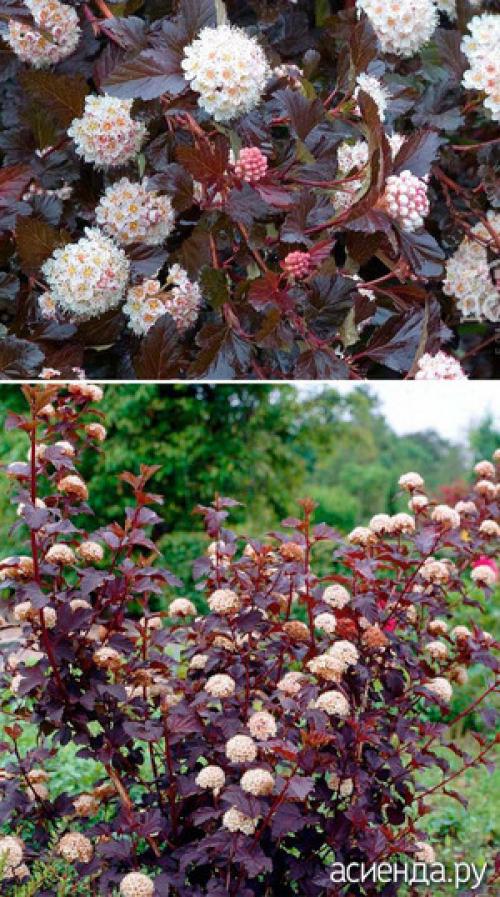 Супер быстрорастущие кустарники. Быстрорастущие кустарники для живой изгороди