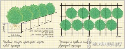 Супер быстрорастущие кустарники. Быстрорастущие кустарники для живой изгороди