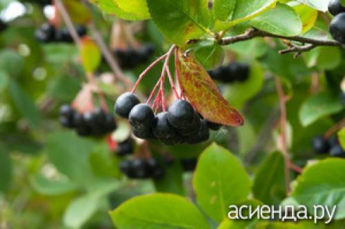 Плодовые кустарники для живой изгороди. Ягодная живая изгородь