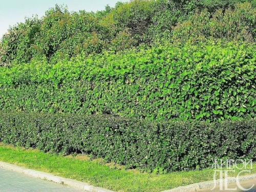 Технология посадки кустарников и деревьев для живой изгороди. Посадка 01