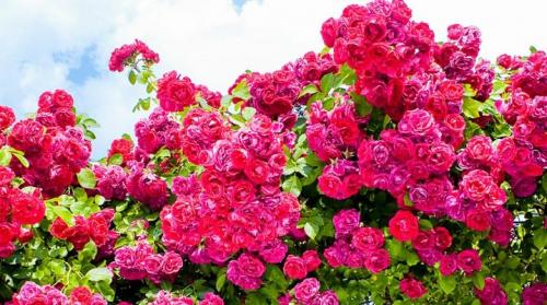 Плетистые розы в ландшафтном дизайне. Плетистые розы: сорта, советы по выбору и уходу