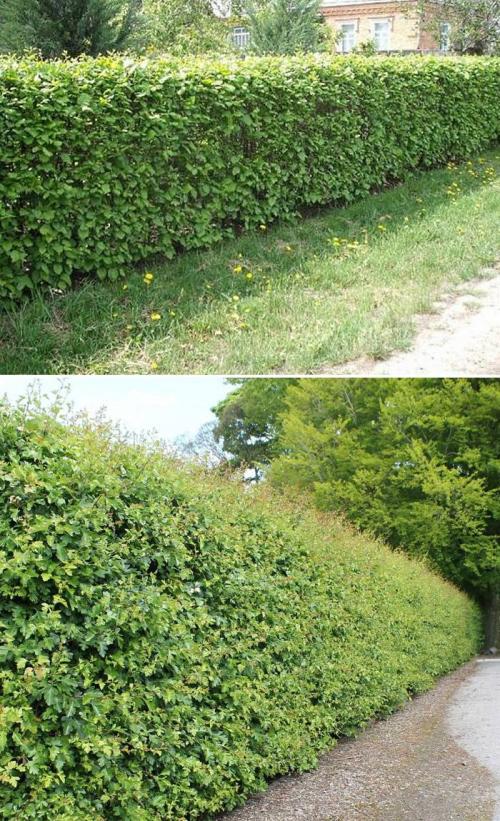 Плодовые кустарники для живой изгороди. Как сделать у себя на даче не только красивую, но и вкусную живую изгородь: выбираем ягодники