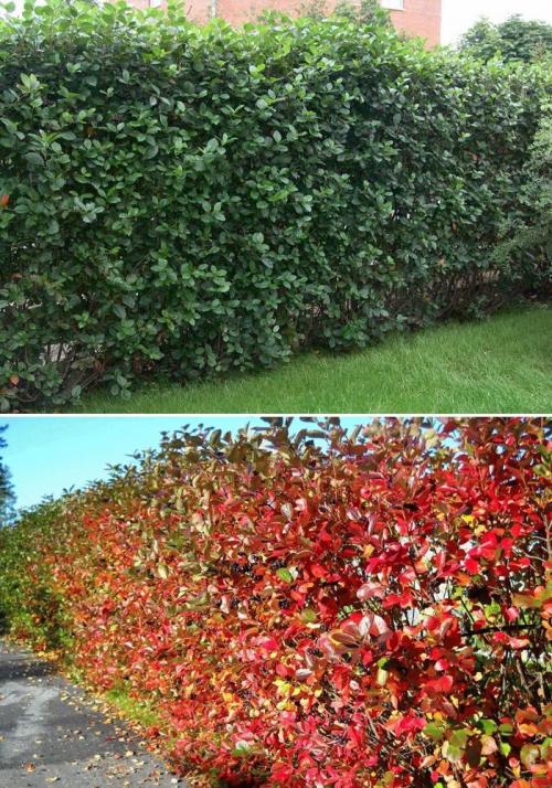 Плодовые кустарники для живой изгороди. Как сделать у себя на даче не только красивую, но и вкусную живую изгородь: выбираем ягодники