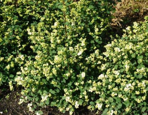 Хвойные и лиственные растения для живой изгороди. Однорядная живая изгородь 18