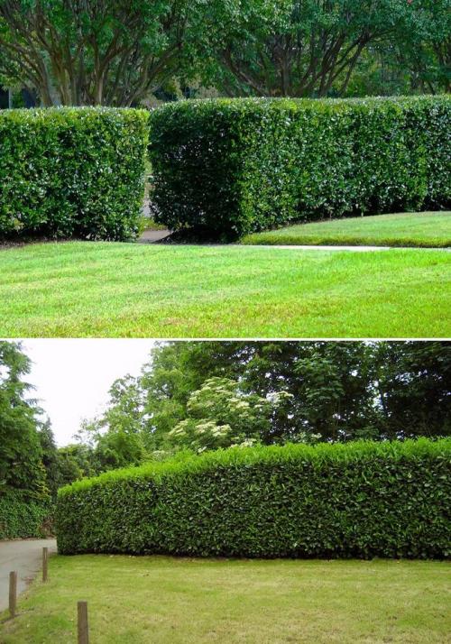 Плодовые кустарники для живой изгороди. Как сделать у себя на даче не только красивую, но и вкусную живую изгородь: выбираем ягодники