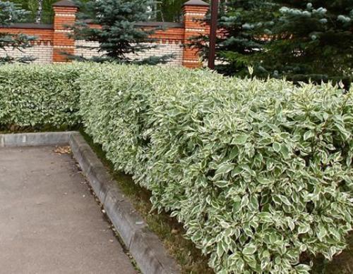 Хвойные и лиственные растения для живой изгороди. Однорядная живая изгородь 13