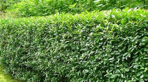 Хвойные и лиственные растения для живой изгороди. Однорядная живая изгородь 02