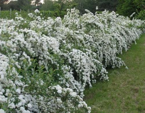 Хвойные и лиственные растения для живой изгороди. Однорядная живая изгородь 15
