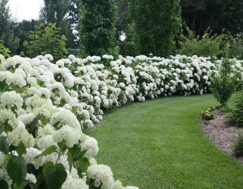 Хвойные и лиственные растения для живой изгороди. Однорядная живая изгородь 17