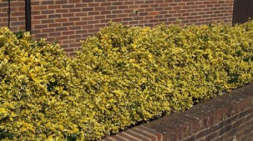 Хвойные и лиственные растения для живой изгороди. Однорядная живая изгородь 01