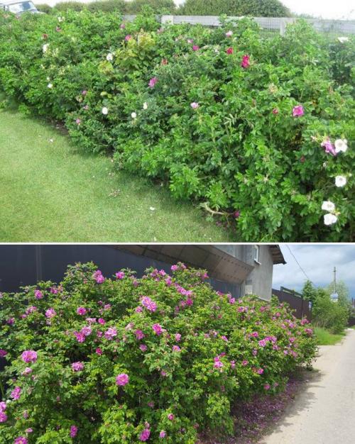 Плодовые кустарники для живой изгороди. Как сделать у себя на даче не только красивую, но и вкусную живую изгородь: выбираем ягодники