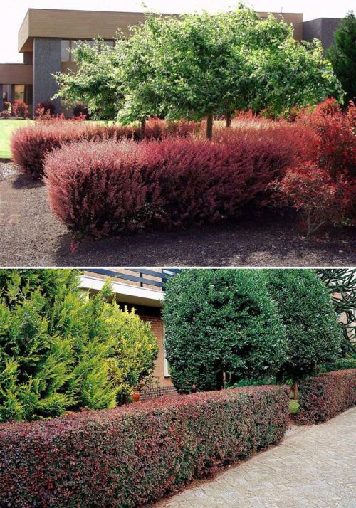 Плодовые кустарники для живой изгороди. Как сделать у себя на даче не только красивую, но и вкусную живую изгородь: выбираем ягодники